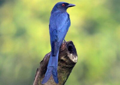 60 varieties of birds cited at AIMIT campus