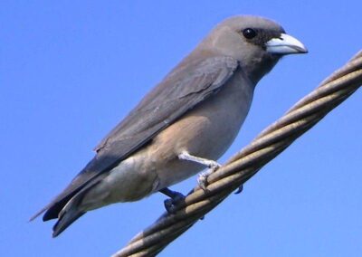 60 varieties of birds cited at AIMIT campus