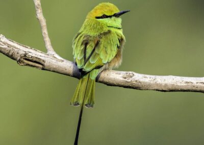 60 varieties of birds cited at AIMIT campus