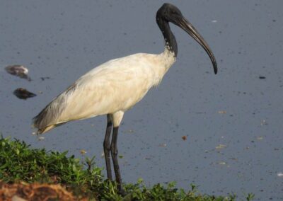 60 varieties of birds cited at AIMIT campus