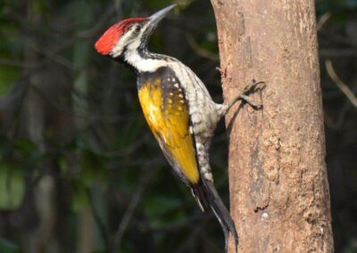 60 varieties of birds cited at AIMIT campus