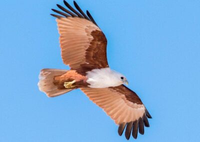 60 varieties of birds cited at AIMIT campus