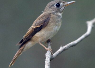 60 varieties of birds cited at AIMIT campus