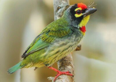 60 varieties of birds cited at AIMIT campus