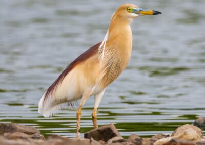 60 varieties of birds cited at AIMIT campus