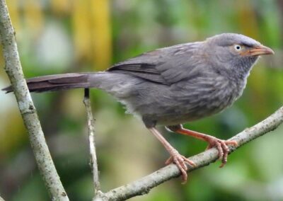 60 varieties of birds cited at AIMIT campus