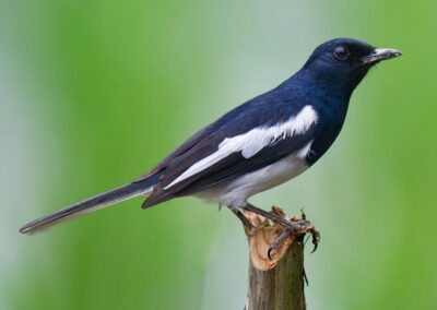 60 varieties of birds cited at AIMIT campus