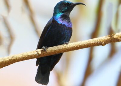 60 varieties of birds cited at AIMIT campus