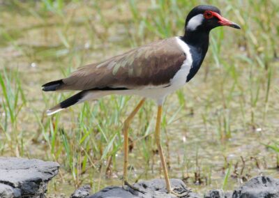 60 varieties of birds cited at AIMIT campus