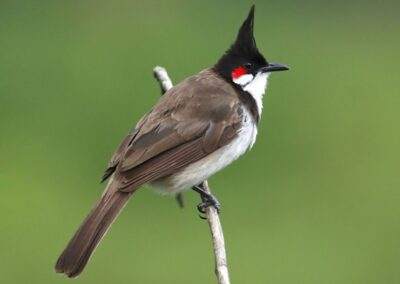 60 varieties of birds cited at AIMIT campus