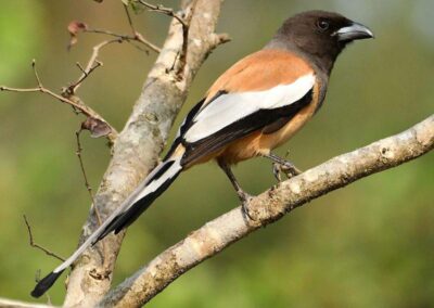 60 varieties of birds cited at AIMIT campus