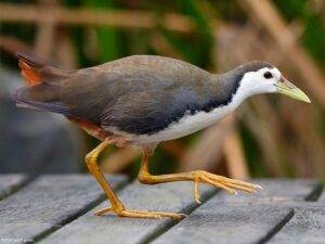 60 varieties of birds cited at AIMIT campus