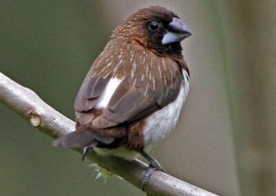 60 varieties of birds cited at AIMIT campus